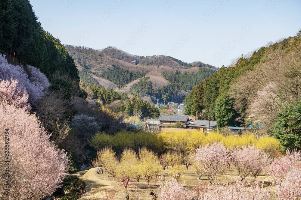 春の花がいっぱいののどかな里山 春の花がいっぱいののどかな里山