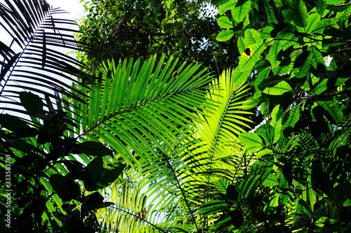 Costa Rica Lanscape & Close-Up