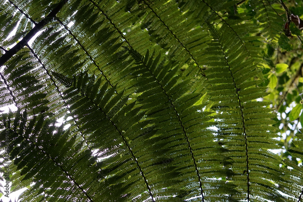 Costa Rica Lanscape & Close-Up