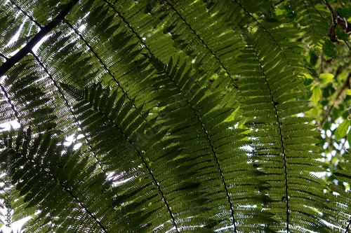 Costa Rica Lanscape & Close-Up