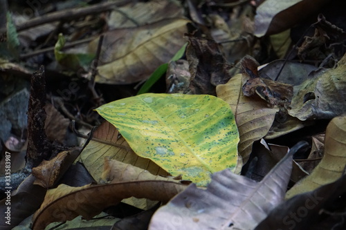 Costa Rica Lanscape & Close-Up