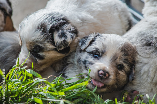 two puppies photo