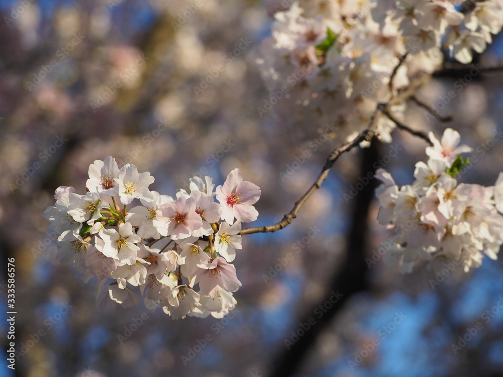 closeup of yoshino cherry blossoms in spring
