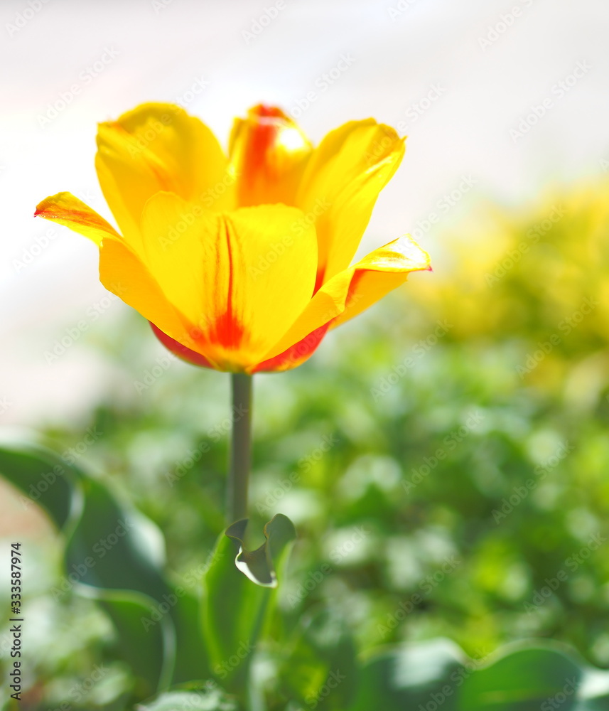 A fresh look to feel the warm spring A fresh look to feel the warm spring