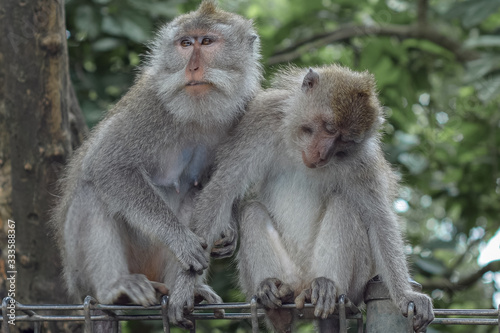 Monkeys © Adrian Martinez ph