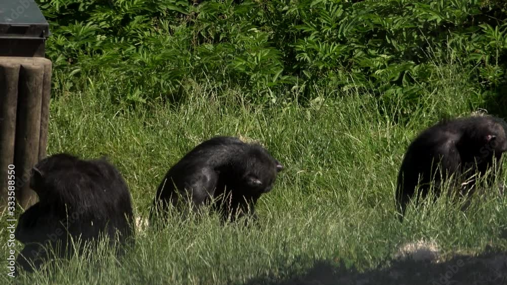 Chimp in grass playing in sunshine UK 4K Chimp in grass playing in sunshine UK 4K