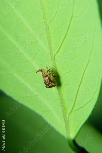 aphids attach to green leaves