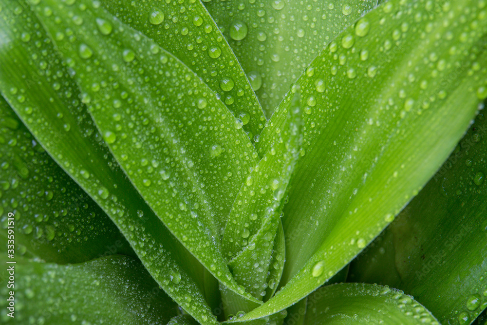 Obraz premium raindrops on a green leafy plant - closeup
