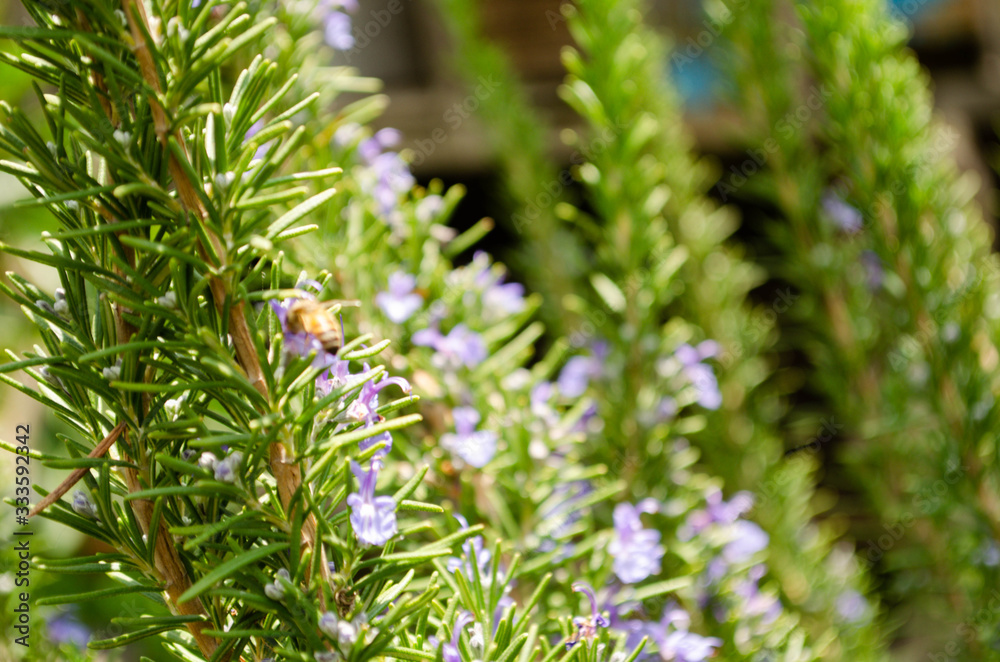 Bee, Nature, day, animal, wonderfull