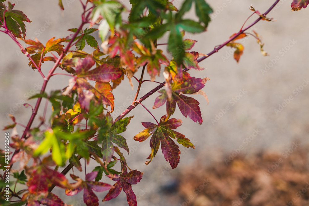 close-up ofjapanese maple leaves with autumn colors with red tones outdoor in sunny backyard close-up ofjapanese maple leaves with autumn colors with red tones outdoor in sunny backyard