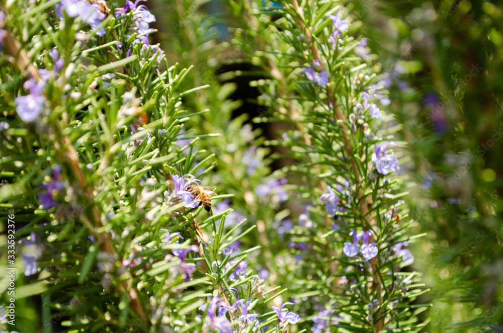 Obraz premium Bee, Nature, day, animal, wonderfull