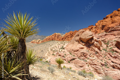 Mojave Yuca growing in the brush along the hillsides leading up to red limestone cliffs in the Nevada desert