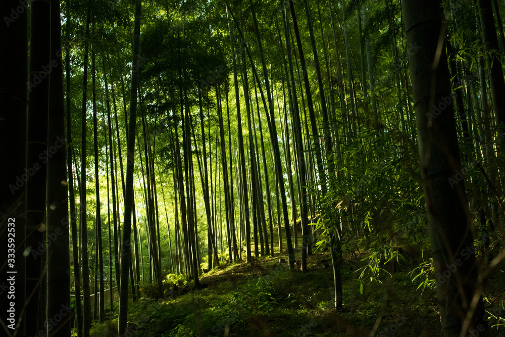 Obraz premium 竹林