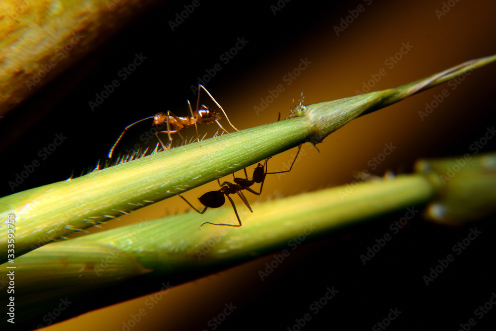 Ant Activity, Oecophylla smaragdina is a colony of ants. ants are large and red in color Ant Activity, Oecophylla smaragdina is a colony of ants. ants are large and red in color