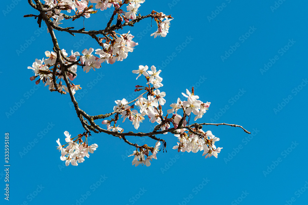 beautiful light pink cherry flowers blooming on the thin branches under clear blue sky on a sunny day