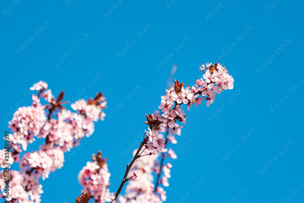 beautiful pink cherry flowers blooming on the branch with clear blue sky background beautiful pink cherry flowers blooming on the branch with clear blue sky background