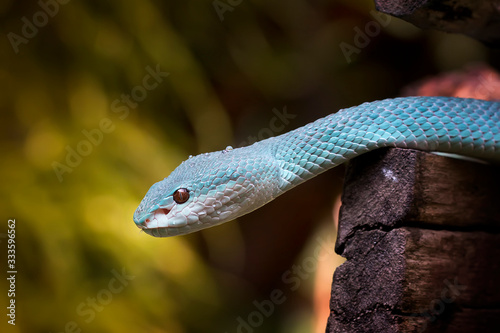 The Close Up Look of Venomous Viper Snake - Animal Reptile Photo Series