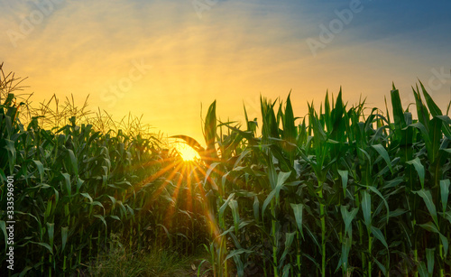 green corn field in agricultural garden and light shines sunset