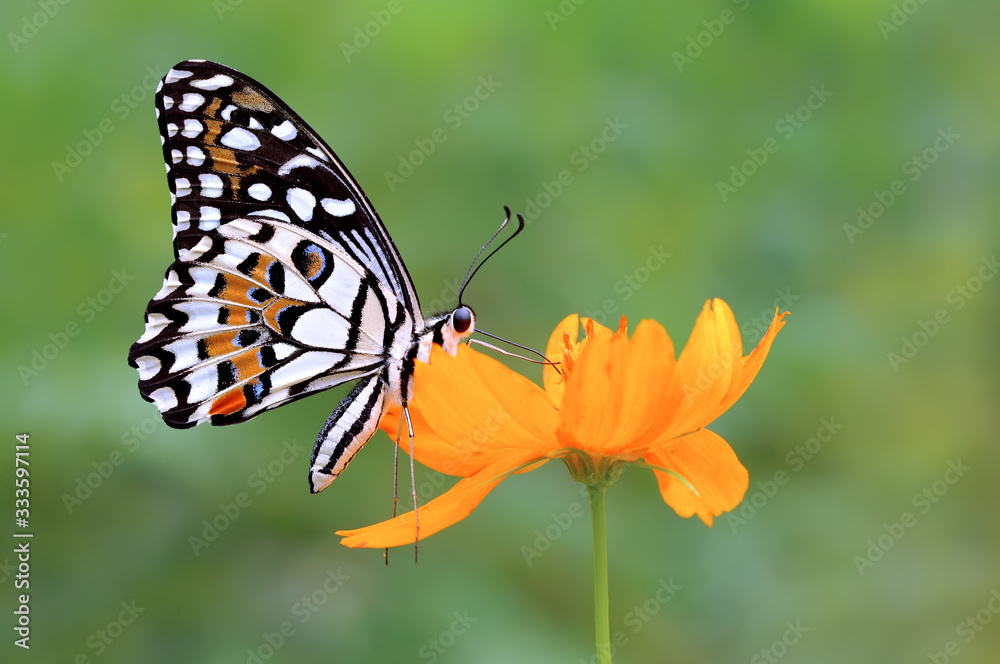 Naklejka premium butterfly on the flower