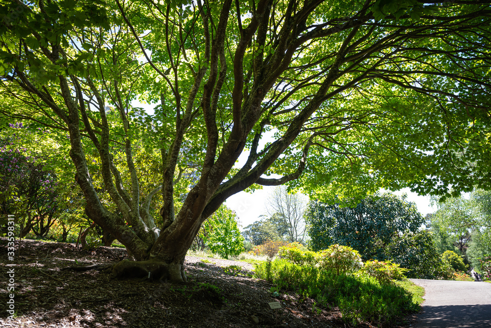 Naklejka premium path in the garden