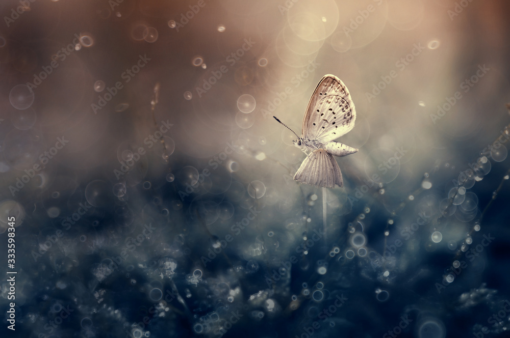 butterfly on the mushroom butterfly on the mushroom
