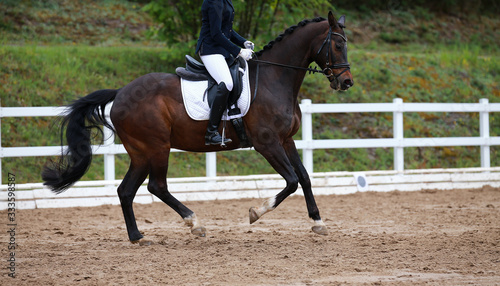 Dressage horse with rider galloping from the right hand..