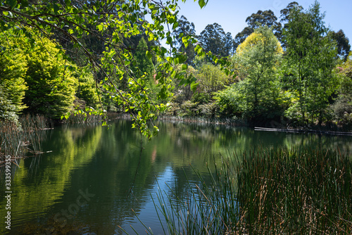 lake in the forest