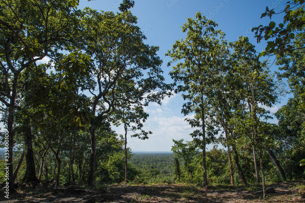 Forest on the Phu Phan mountain range, Sakon Nakhon province, Thailand