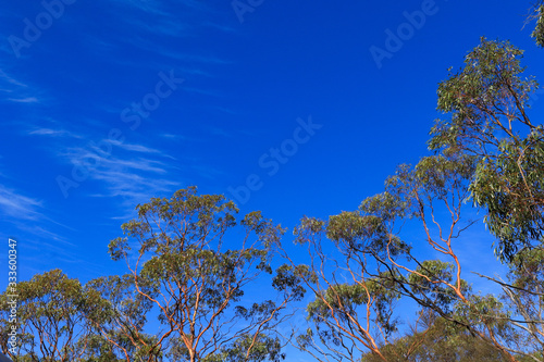 Gimlet Trees Eucalyptus Salubris. Shiny and smooth copper and orange colored bark, Western Australia