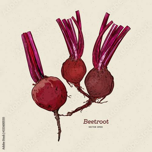 beetroot, hand draw sketch vector.