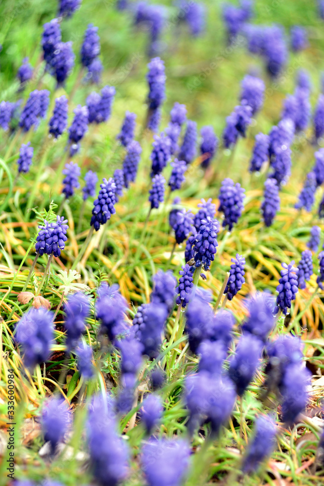 Naklejka premium ムスリカ