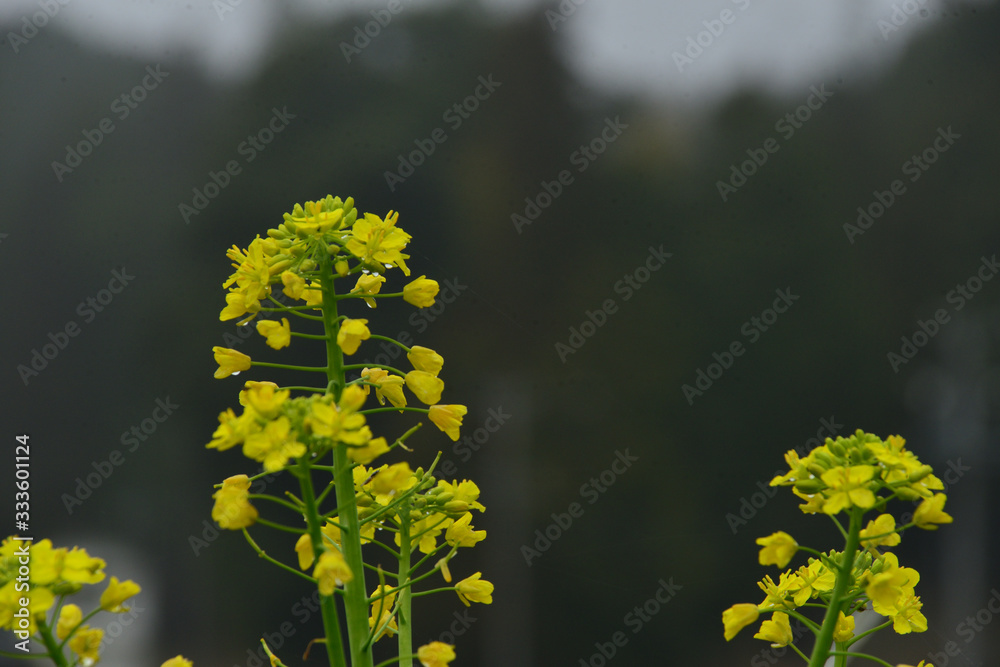 菜の花 菜の花