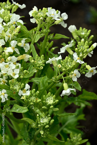 ダイコンの花