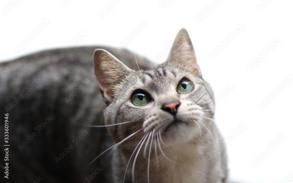 Obraz premium 可愛い猫