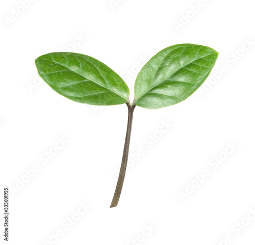 Green sprout on a white bac...