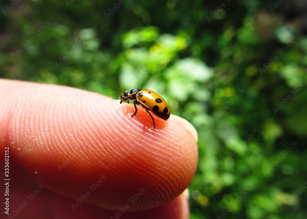 ladybird on leaf ladybird on leaf