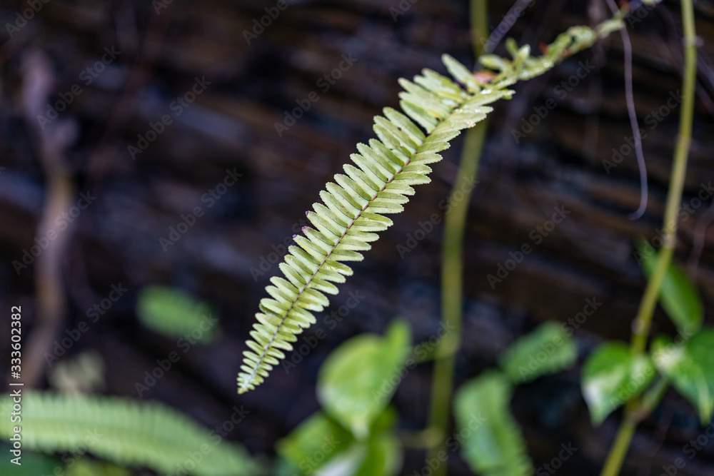 A closeup shot of tropical green fern leaves