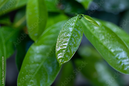 Morning dew on the surface of tropical green leaves