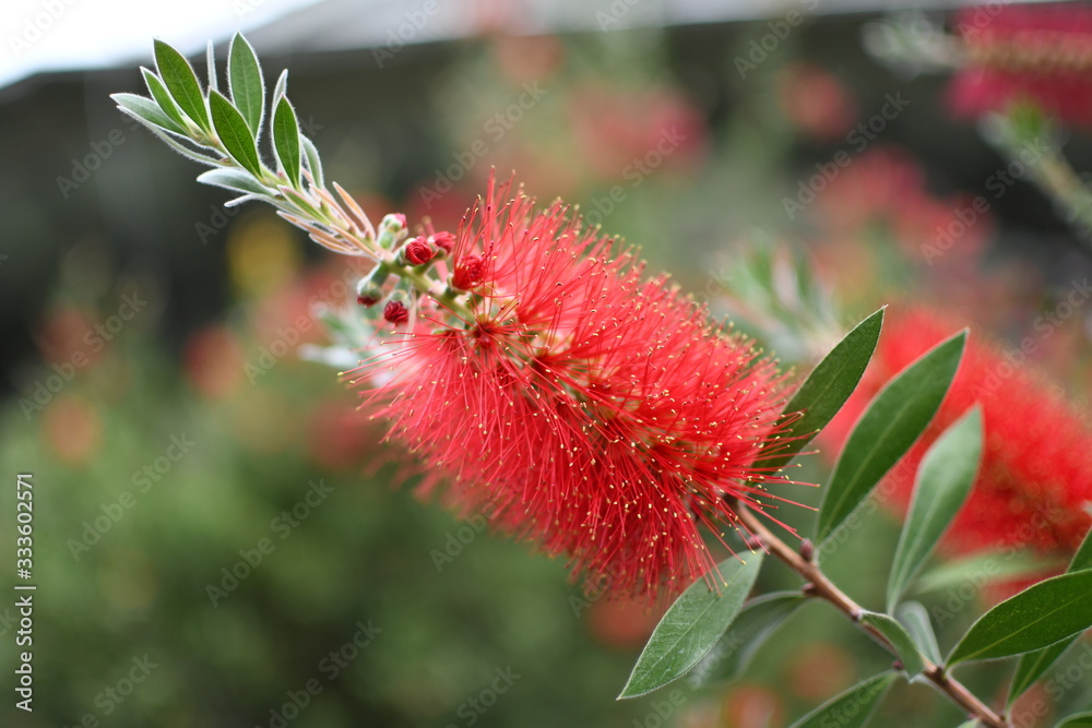 Many of beautiful flowers in Spring Many of beautiful flowers in Spring