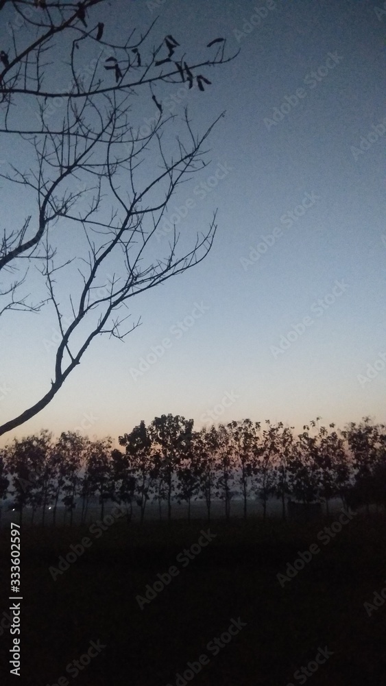 Obraz premium silhouette of tree in sunset