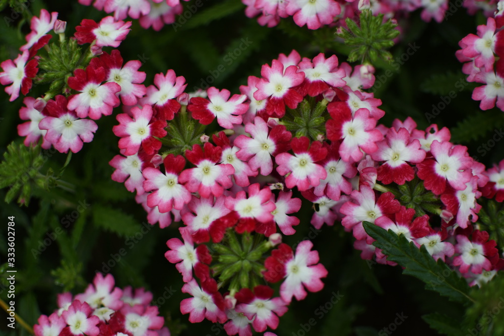 Many of beautiful flowers in Spring Many of beautiful flowers in Spring
