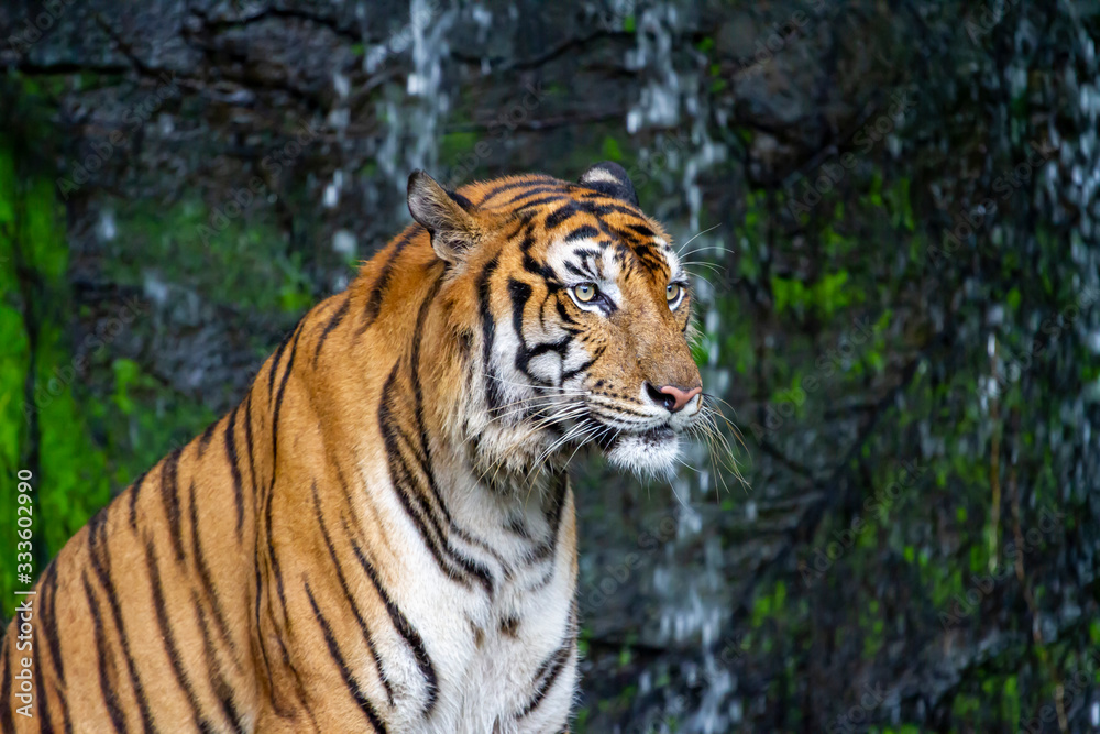 Close up tiger sit down in front of the waterfall Close up tiger sit down in front of the waterfall