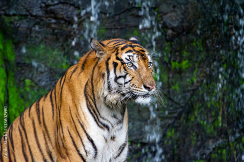 Close up tiger sit down in front of the waterfall