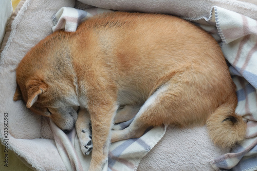 家でくつろぐ柴犬