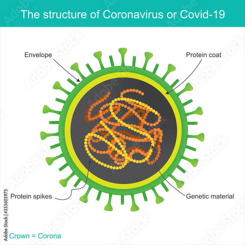 The structure of Coronavirus or COVID-19. Illustration health care and medical..