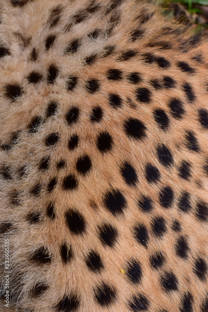 Feathers and black polka dots on Cheetah Feathers and black polka dots on Cheetah