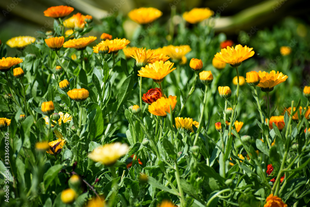 selective focused view of flowers in a garden