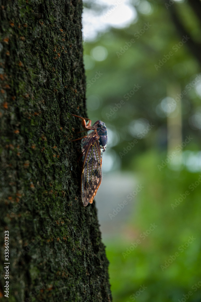 Obraz premium セミ