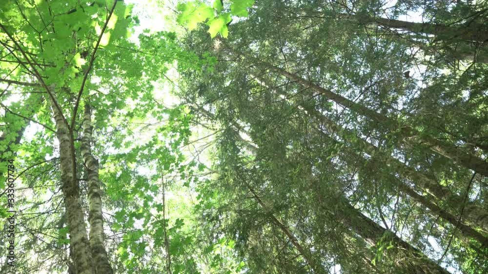 Rotating view to wild mixed forest summits. Sunny day, green leaves. South Estonia forest. Rotating view to wild mixed forest summits. Sunny day, green leaves. South Estonia forest.