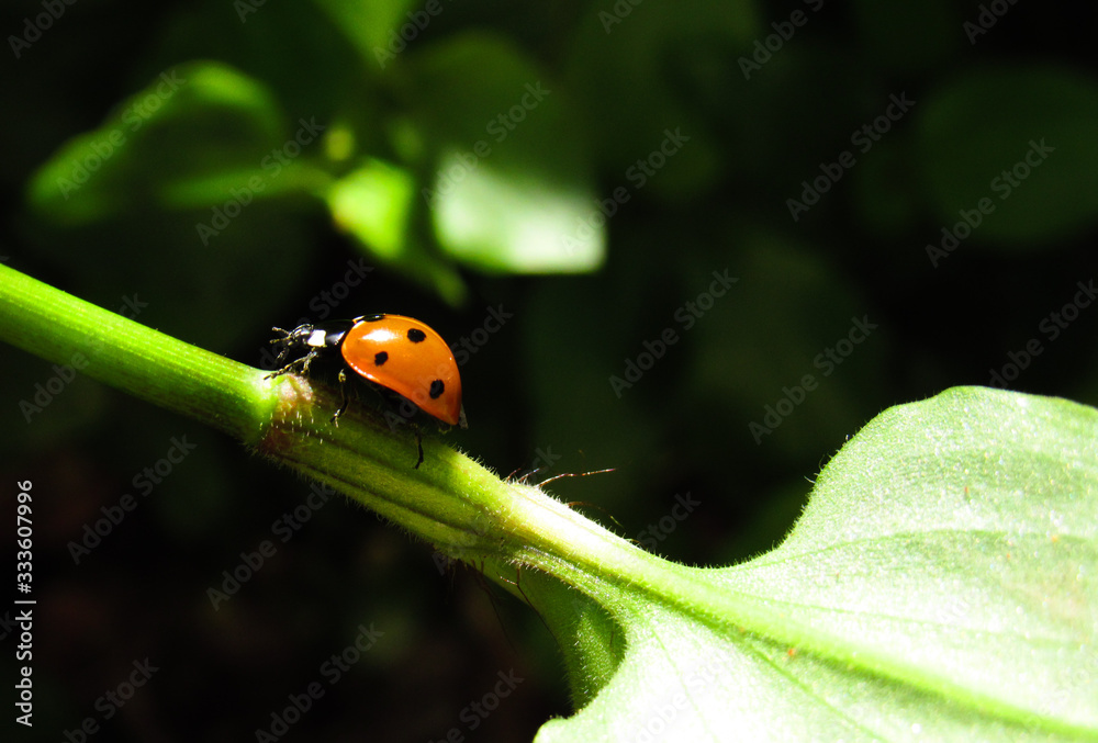 ladybug on a leaf ladybug on a leaf